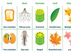 Mengenal Tumbuhan Monokotil dari Ciri-ciri dan Contohnya