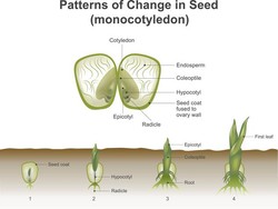 Perbedaan Tumbuhan Monokotil dan Dikotil, Lengkap dengan Contoh