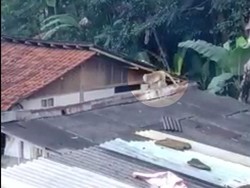 Kelaparan! Kawanan Monyet Liar Teror Warga Lembang Bandung