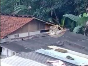 Kelaparan! Kawanan Monyet Liar Teror Warga Lembang Bandung Kelaparan! Kawanan Monyet Liar Teror Warga Lembang Bandung