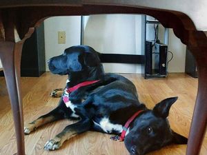 Deretan Foto Kocak Panorama Hewan yang Gagal