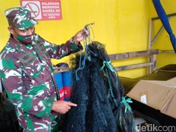 Tangkap Bayi Lobster Tanpa Izin, 3 Nelayan Pangandaran Ditertibkan