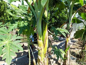 Pohon-pohon Pisang di Boyolali Ini Batang dan Tandannya Bercabang Pohon-pohon Pisang di Boyolali Ini Batang dan Tandannya Bercabang