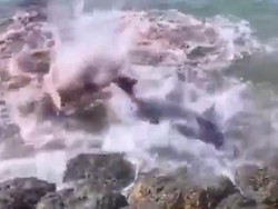 Viral Lumba-Lumba Bertarung-Berdarah di Pantai Bali, Ini Faktanya