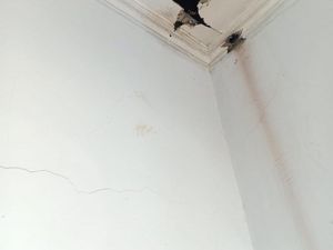 Tutorial Membersihkan Jamur Membandel pada Plafon Kamar Mandi