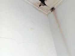 Tutorial Membersihkan Jamur Membandel pada Plafon Kamar Mandi