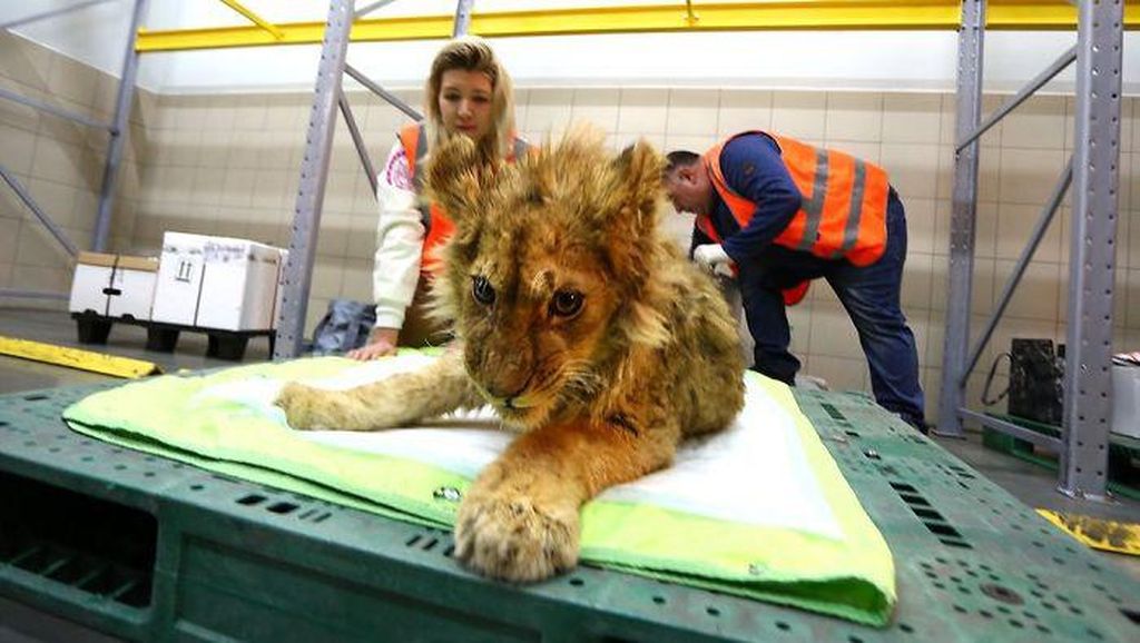 Miris! Anak Singa di Rusia Disiksa Untuk Berfoto Dengan Turis