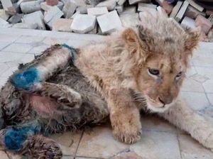 Anak Singa Patah Kakinya Usai Dipaksa Foto Bareng Turis