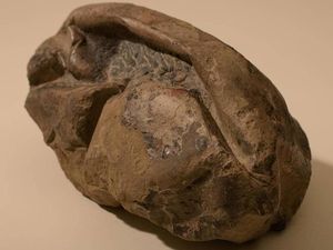 Misteri Telur Raksasa di Antartika Terpecahkan