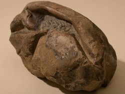 Misteri Telur Raksasa di Antartika Terpecahkan