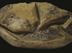 Kisah Penemuan Telur Raksasa yang Kagetkan Ilmuwan