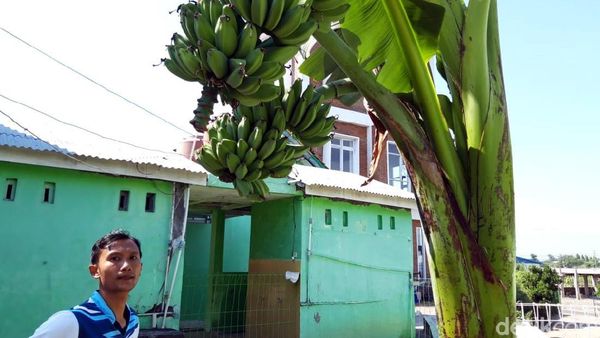 Unik! Pohon Pisang Ini Batang dan Tandannya Bercabang Lho