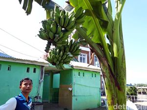 Unik! Pohon Pisang Ini Batang dan Tandannya Bercabang Lho Unik! Pohon Pisang Ini Batang dan Tandannya Bercabang Lho