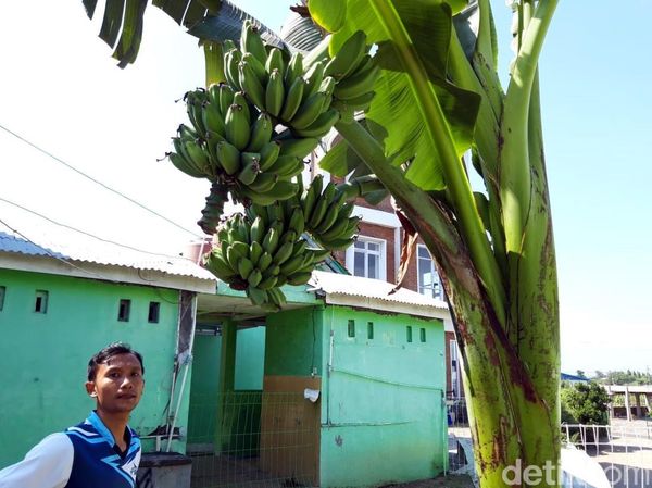 Unik! Pohon Pisang Ini Batang dan Tandannya Bercabang Lho