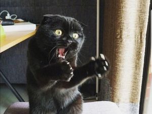 Beragam Ekspresi Lucu Si Kucing Bikin Weekend Ceria