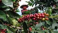 Harga Kopi Arabika Merosot Tajam