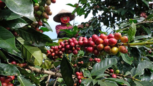 Harga Kopi Arabika Merosot Tajam