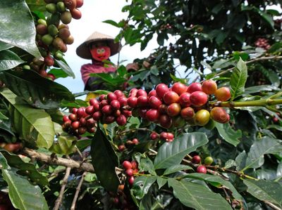 Harga Kopi Arabika Merosot Tajam