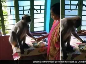 Mirip Manusia, 5 Aksi Monyet Makan Sampai Diet Ini Jadi Viral Mirip Manusia, 5 Aksi Monyet Makan Sampai Diet Ini Jadi Viral