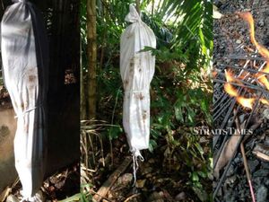 Kocak! Petani Durian Pasang Pocong untuk Menakuti Pencuri