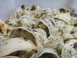 Geger Ekspor Sarang Burung Walet Over Kuota, Permainan Kartel?