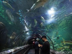 Sea World Ancol Bersiap Menyambut Pengunjung