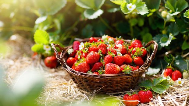 Strawberries in white pots in a row on a bench