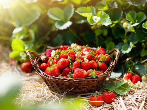 Strawberries in white pots in a row on a bench