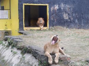 Kebun Binatang di Banjarnegara Buka Donasi untuk Pakan Satwa Kebun Binatang di Banjarnegara Buka Donasi untuk Pakan Satwa