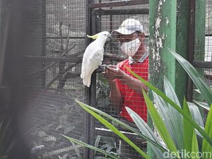 Solo Zoo Resmi Dibuka, Batasi 1.000 Pengunjung Per Hari