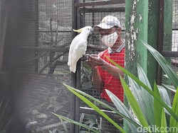 Solo Zoo Resmi Dibuka, Batasi 1.000 Pengunjung Per Hari