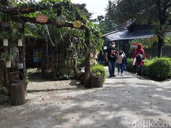 Jelang Tahun Baru, Jurug Solo Zoo Pamerkan Owa Ungko