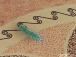 Ulat Hijau Teror Warga Desa di Pasuruan, Ini Penjelasannya