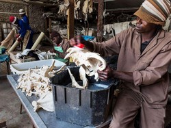 Selain Kelelawar, Tulang Singa Juga Diburu di China Untuk Obat dan Wine