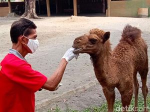 Lahir di Masa Pandemi, Unta Solo Zoo Dinamai Dovir Olan