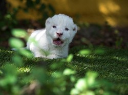 Kasihan, Anak Singa Ini Tak Diinginkan Induknya