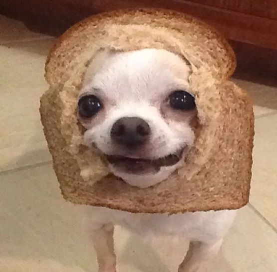 Anjing Lucu Pakai Topeng Roti Tawar