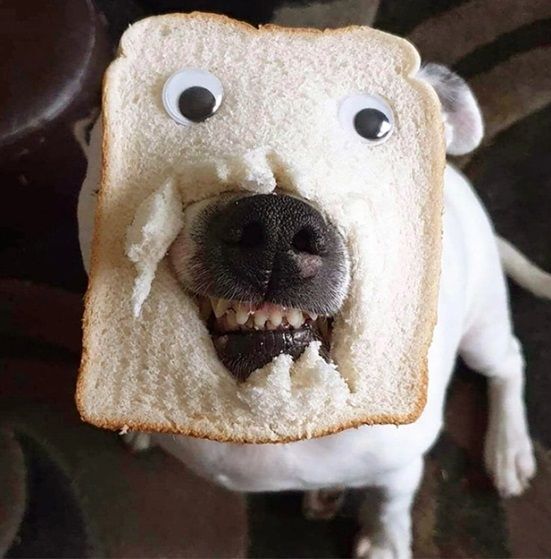 Anjing Lucu Pakai Topeng Roti Tawar