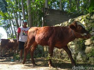 Jelang Idul Adha, Dinas Pertanian Banyuwangi Periksa Hewan Ternak dari Bali