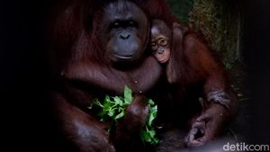 Kebun Binatang Banjarnegara Siapkan Jalur Khusus Wisatawan