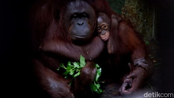 Kebun Binatang Banjarnegara Siapkan Jalur Khusus Wisatawan