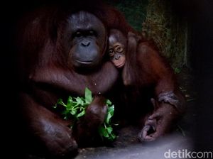 Kebun Binatang Banjarnegara Siapkan Jalur Khusus Wisatawan