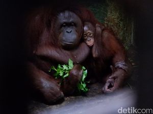 New Normal, Bonbin Banjarnegara Beri Jalur Khusus Wisatawan New Normal, Bonbin Banjarnegara Beri Jalur Khusus Wisatawan