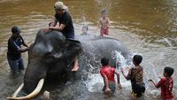 Serunya Main Air Sambil Memandikan Gajah di Aceh