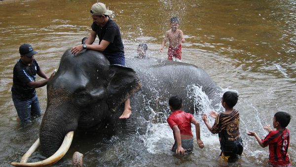 Serunya Main Air Sambil Memandikan Gajah di Aceh