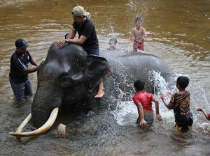 Serunya Main Air Sambil Memandikan Gajah di Aceh
