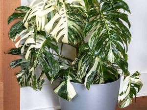 Tanaman Hias Monstera Si Janda Bolong, Ini Alasan Harganya Selangit