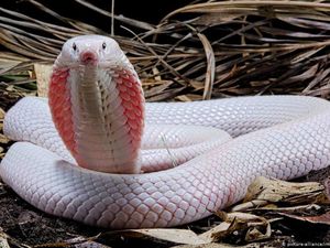 Obat Lama Bisa Selamatkan Korban Gigitan Ular