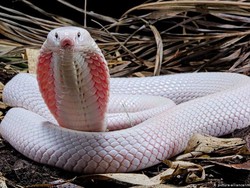 Obat Lama Bisa Selamatkan Korban Gigitan Ular