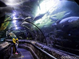 Sea World Ancol Sudah Buka Nih Gaes